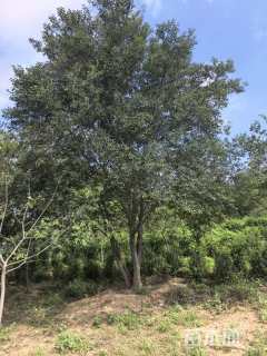 15公分(4杆)丛生朴树