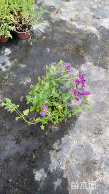 高度30厘米美女樱