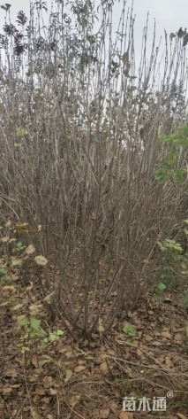 高度200厘米丛生丁香