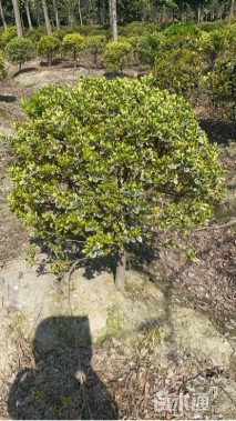 高度120厘米金边黄杨