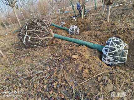 13公分日本晚樱