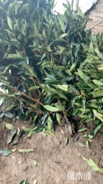 高度100厘米法国冬青