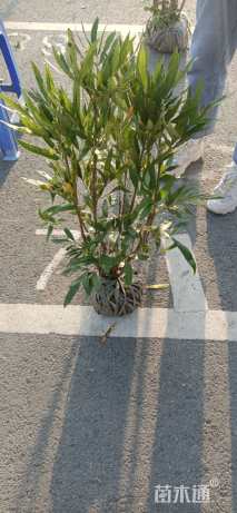 高度50厘米狭叶十大功劳