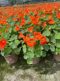 高度25厘米旱金莲