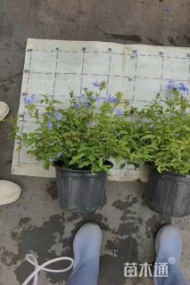 高度30厘米蓝雪花