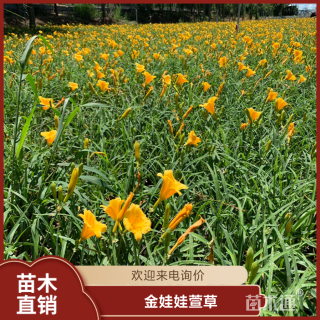 高度30厘米金娃娃萱草