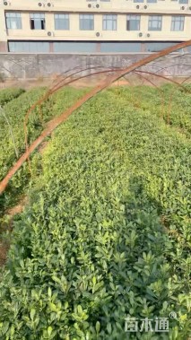 高度30厘米海桐小苗