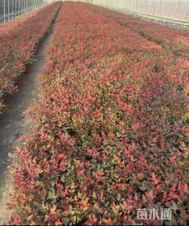 高度20厘米南天竹