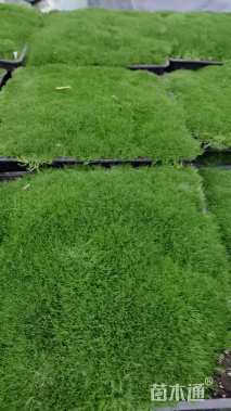 高度5厘米漆姑草