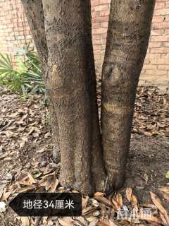 34公分桂花