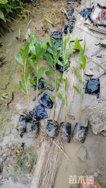 0.2公分大叶相思