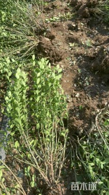 高度60厘米卫矛小苗