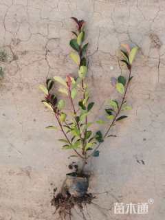 0.5公分红叶石楠