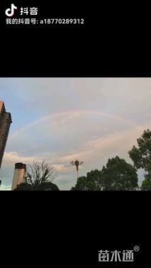 10公分椤木石楠