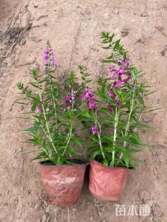 高度20厘米香彩雀