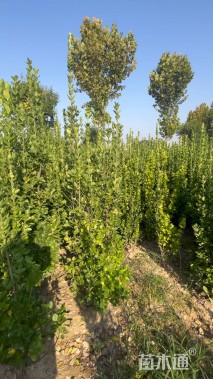 高度180厘米北海道黄杨