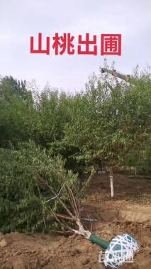 5公分山桃