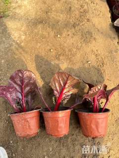 高度30厘米红叶甜菜