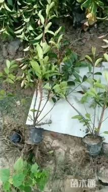 高度70厘米红叶石楠小苗