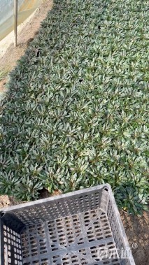 高度10厘米多花筋骨草