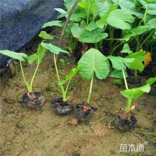 高度30厘米海芋