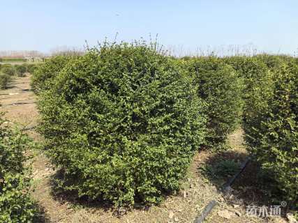 冠幅180厘米水蜡球