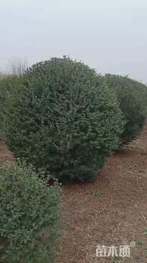 冠幅200厘米小叶女贞球