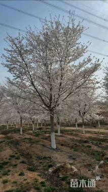 18公分染井吉野樱