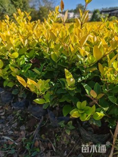 高度45厘米金森女贞