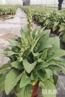 高度20厘米毛地黄