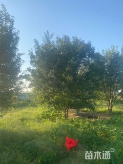 高度650厘米丛生五角枫