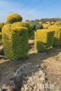 高度100厘米亮金女贞