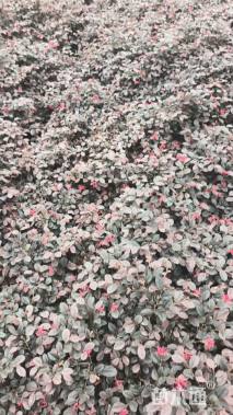 高度20厘米红花继木