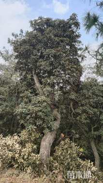 高度2000厘米高山杜鹃