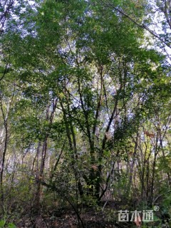 高度700厘米丛生五角枫