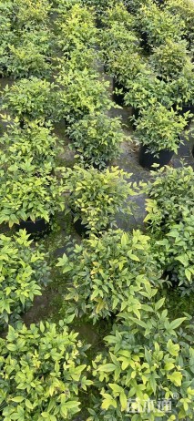 高度20厘米南天竹