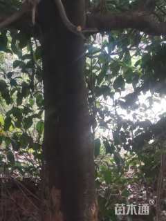 高度2.5厘米茶树