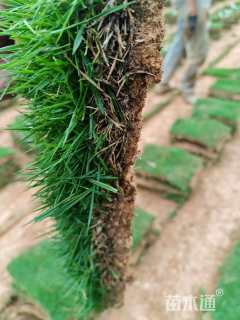 草块状马尼拉草