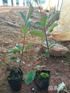 0.3公分红叶石楠