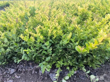 高度35厘米金森女贞小苗