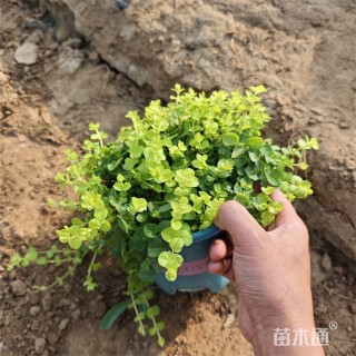 高度40厘米金叶过路黄