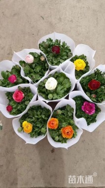 高度25厘米牡丹