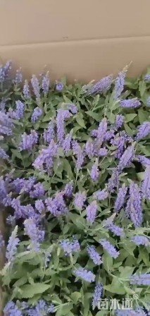 高度20厘米鼠尾草