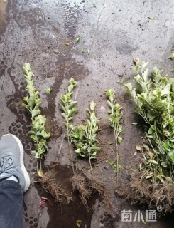 高度40厘米金边黄杨