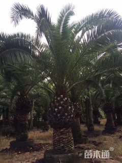 裸干高300厘米加拿利海枣