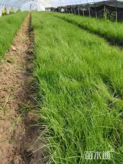 高度20厘米粉黛乱子草