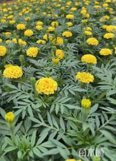 高度30厘米万寿菊