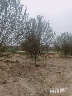 15公分绚丽海棠