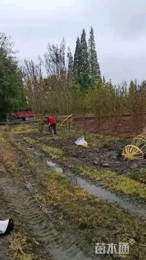 高度300厘米丛生紫薇