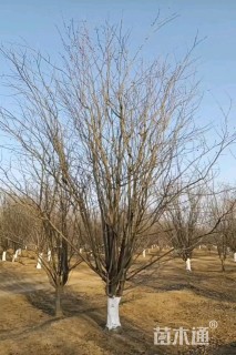 17公分西府海棠